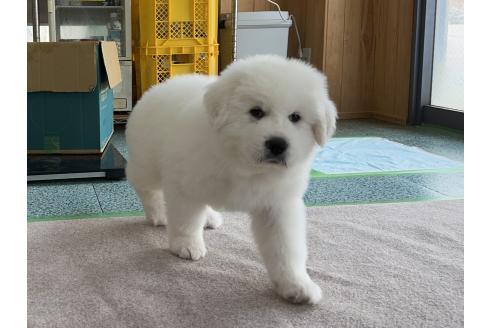成約済の千葉県のグレートピレニーズ-359424の4枚目